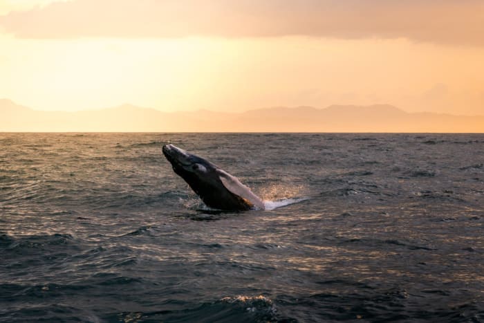 Whale Watching Samana Bay_1:2